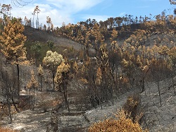 Plano de recuperação florestal para Mação, Sertã e Vila de Rei
