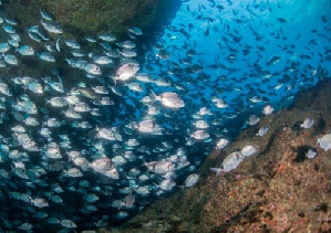 Governo convida Presidente da República para copresidir à conferência dos oceanos