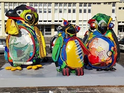 Pinguins-de-Magalhães voltam a Portugal
