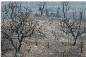 Levantamento dos prejuízos do incêndio de Odemira até 12 de setembro